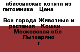 абиссинские котята из питомника › Цена ­ 15 000 - Все города Животные и растения » Кошки   . Московская обл.,Лыткарино г.
